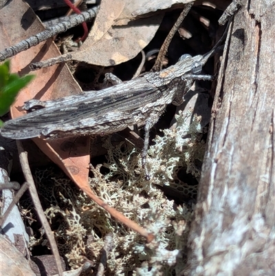 Coryphistes ruricola (Bark-mimicking Grasshopper) at Bungonia, NSW - 10 Nov 2025 by Miranda