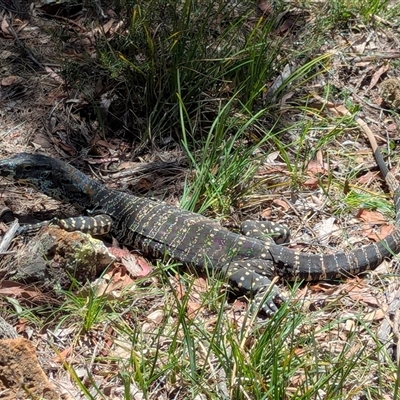 Varanus varius (Lace Monitor) at Bungonia, NSW - 10 Nov 2025 by Miranda