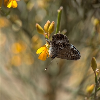 Neolucia (genus) at Bungonia, NSW - 10 Nov 2025 by Miranda