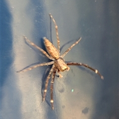 Helpis minitabunda (Threatening jumping spider) at Bungonia, NSW - 10 Nov 2025 by Miranda