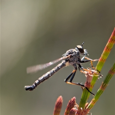 Cerdistus sp. (genus) (Slender Robber Fly) at Bungonia, NSW - 10 Nov 2025 by Miranda