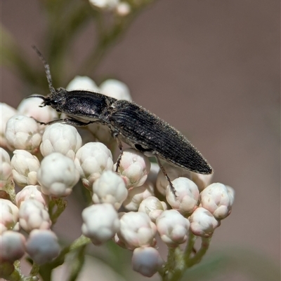 Elateridae (family) (Unidentified click beetle) at Bungonia, NSW - 10 Nov 2025 by Miranda