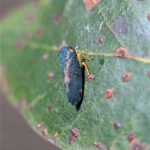 Neotartessus flavipes (A leafhopper) at Bungonia, NSW - 10 Nov 2025 by Miranda