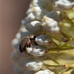 Edusella sp. (genus) (A leaf beetle) at Bungonia, NSW - 10 Nov 2025 by Miranda