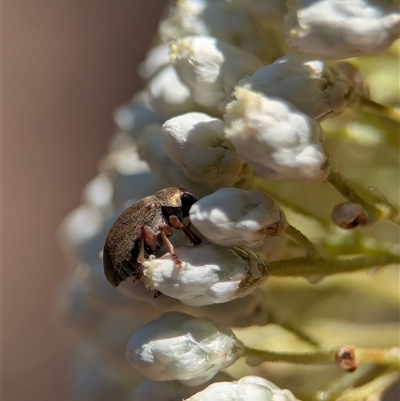 Edusella sp. (genus) (A leaf beetle) at Bungonia, NSW - 10 Nov 2025 by Miranda