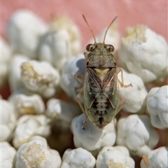 Germalus victoriae (A seed bug) at Bungonia, NSW - 10 Nov 2025 by Miranda