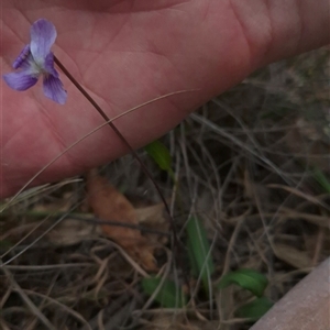 Unverified Other Wildflower or Herb at Kambah, ACT - Yesterday by JaneCarter