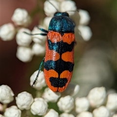Castiarina crenata (Jewel beetle) at Bungonia, NSW - 10 Nov 2025 by Miranda