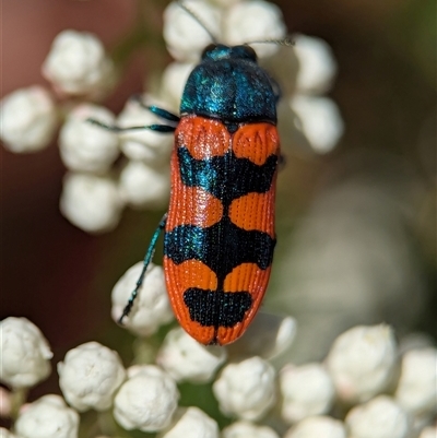 Castiarina crenata (Jewel beetle) at Bungonia, NSW - 10 Nov 2025 by Miranda