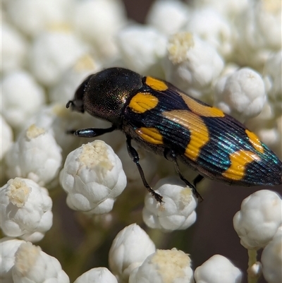 Castiarina (genus) (Unidentified Castiarina jewel beetle) at Bungonia, NSW - 10 Nov 2025 by Miranda