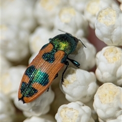 Castiarina hilaris (A jewel beetle) at Bungonia, NSW - 10 Nov 2025 by Miranda