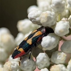 Castiarina interstitialis (A jewel beetle) at Bungonia, NSW - 10 Nov 2025 by Miranda