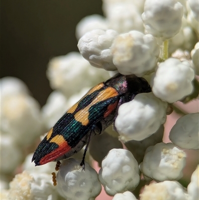 Castiarina interstitialis (A jewel beetle) at Bungonia, NSW - 10 Nov 2025 by Miranda