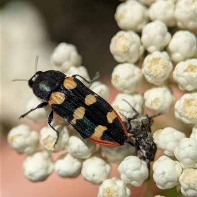 Castiarina interstitialis (A jewel beetle) at Bungonia, NSW - 10 Nov 2025 by Miranda