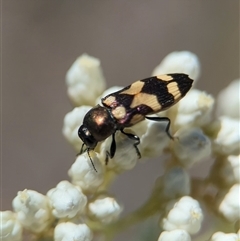 Castiarina oblita (a jewel beetle) at Bungonia, NSW - 10 Nov 2025 by Miranda