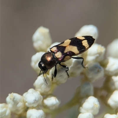Castiarina oblita (a jewel beetle) at Bungonia, NSW - 10 Nov 2025 by Miranda