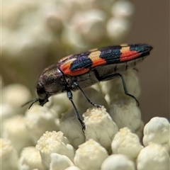 Castiarina sexplagiata (Jewel beetle) at Bungonia, NSW - 10 Nov 2025 by Miranda