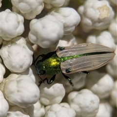 Castiarina sexguttata at Bungonia, NSW - 10 Nov 2025 by Miranda