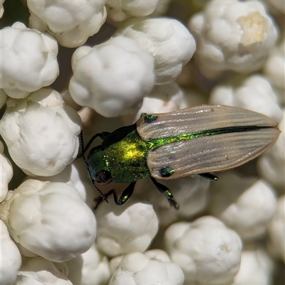Castiarina sexguttata at Bungonia, NSW - 10 Nov 2025 by Miranda