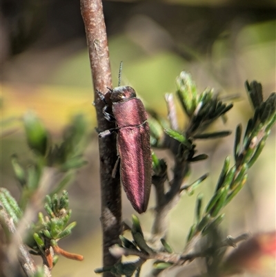 Melobasis propinqua (Propinqua jewel beetle) at Karabar, NSW - 10 Nov 2025 by Miranda