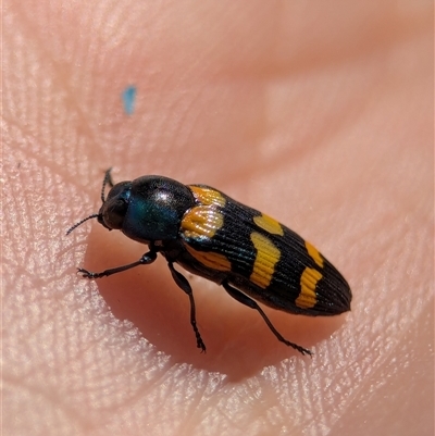 Castiarina livida (Jewel Beetle) at Bungonia, NSW - 10 Nov 2025 by Miranda
