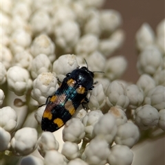 Castiarina livida (Jewel Beetle) at Bungonia, NSW - 10 Nov 2025 by Miranda