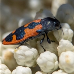 Castiarina hilaris (A jewel beetle) at Bungonia, NSW - 10 Nov 2025 by Miranda