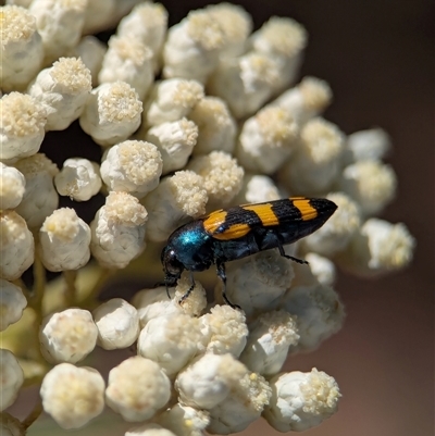 Castiarina livida (Jewel Beetle) at Bungonia, NSW - 10 Nov 2025 by Miranda