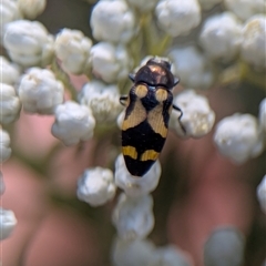 Castiarina oblita (a jewel beetle) at Bungonia, NSW - 10 Nov 2025 by Miranda