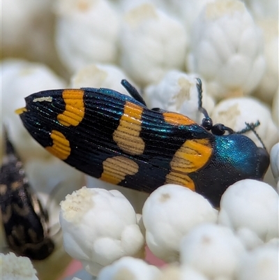 Castiarina livida (Jewel Beetle) at Bungonia, NSW - 10 Nov 2025 by Miranda