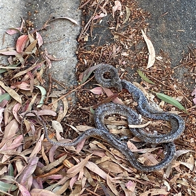 Pseudonaja textilis at O'Malley, ACT - 11 Nov 2025 by FrankG