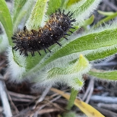 Junonia villida (Meadow Argus) at Latham, ACT - 6 Nov 2025 by Caric