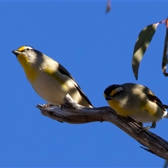 Pardalotus striatus (Striated Pardalote) at Ainslie, ACT - 5 Nov 2025 by jb2602