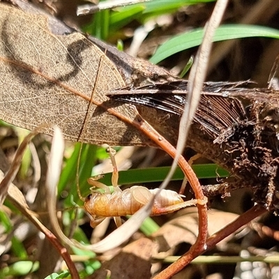 Gryllacrididae (family) (Wood, Raspy or Leaf Rolling Cricket) at Latham, ACT - 2 Sep 2025 by Caric