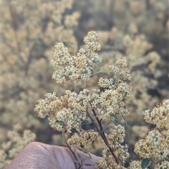 Pomaderris pallida (Pale Pomaderris) at Kambah, ACT - 5 Nov 2025 by HelenCross