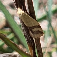 Coeranica isabella (A Concealer moth (Wingia group)) at Latham, ACT - 6 Nov 2025 by Caric