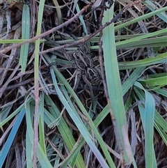 Tasmanicosa sp. (genus) (Tasmanicosa wolf spider) at Latham, ACT - 6 Nov 2025 by Caric