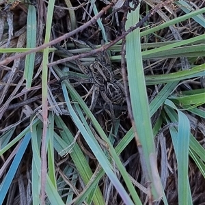 Unverified Wolf spider (Lycosidae) at Latham, ACT - 6 Nov 2025 by Caric