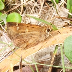 Unverified Skipper (Hesperiidae) at Bungonia, NSW - 9 Nov 2025 by Harrisi