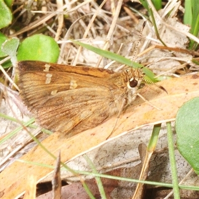 Unverified Skipper (Hesperiidae) at Bungonia, NSW - 9 Nov 2025 by Harrisi