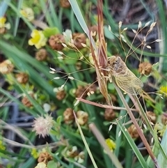 Myopsalta waterhousei (Smoky Buzzer) at Latham, ACT - 6 Nov 2025 by Caric