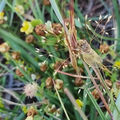Myopsalta waterhousei (Smoky Buzzer) at Latham, ACT - 6 Nov 2025 by Caric