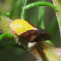 Chaetophyes compacta (Tube spittlebug) at Bungonia, NSW - 9 Nov 2025 by Harrisi