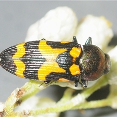 Castiarina oblita (a jewel beetle) at Bungonia, NSW - 9 Nov 2025 by Harrisi