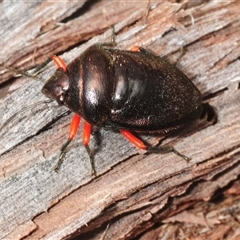 Lampromicra aerea (A jewel bug) at Bungonia, NSW - 9 Nov 2025 by Harrisi