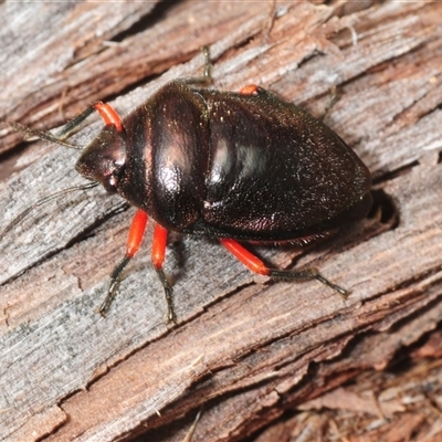 Lampromicra aerea (A jewel bug) at Bungonia, NSW - 9 Nov 2025 by Harrisi