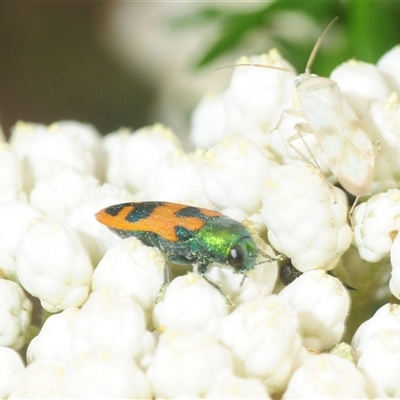 Castiarina hilaris (A jewel beetle) at Bungonia, NSW - 9 Nov 2025 by Harrisi
