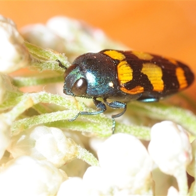 Castiarina livida (Jewel Beetle) at Lower Borough, NSW - 10 Nov 2025 by Harrisi