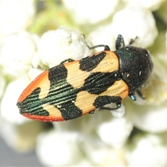 Castiarina interstitialis (A jewel beetle) at Bungonia, NSW - 9 Nov 2025 by Harrisi