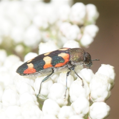Castiarina sexplagiata (Jewel beetle) at Bungonia, NSW - 9 Nov 2025 by Harrisi